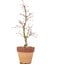 Acer palmatum, 29 cm, ± 15 años, en maceta con chip