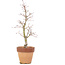 Acer palmatum, 29 cm, ± 15 years old, in a pot with a chip