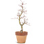 Acer palmatum, 29 cm, ± 15 años, en maceta con chip