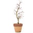 Acer palmatum, 29 cm, ± 15 años, en maceta con chip