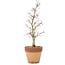 Acer palmatum, 29 cm, ± 15 años, en maceta con chip