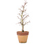 Acer palmatum, 29 cm, ± 15 Jahre alt, in einem Topf mit Chip