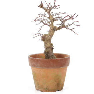 Acer palmatum, 18 cm, ± 15 Jahre alt