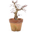 Acer palmatum, 18 cm, ± 15 anni