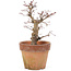 Acer palmatum, 18 cm, ± 15 anni