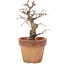 Acer palmatum, 18 cm, ± 15 Jahre alt