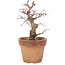 Acer palmatum, 18 cm, ± 15 years old