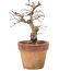 Acer palmatum, 18 cm, ± 15 anni