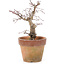 Acer palmatum, 18 cm, ± 15 anni