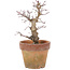 Acer palmatum, 18 cm, ± 15 jaar oud