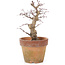 Acer palmatum, 18 cm, ± 15 Jahre alt