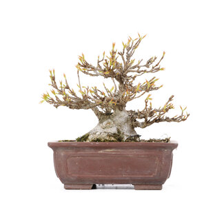 Acer buergerianum, 13,5 cm, ± 20 jaar oud