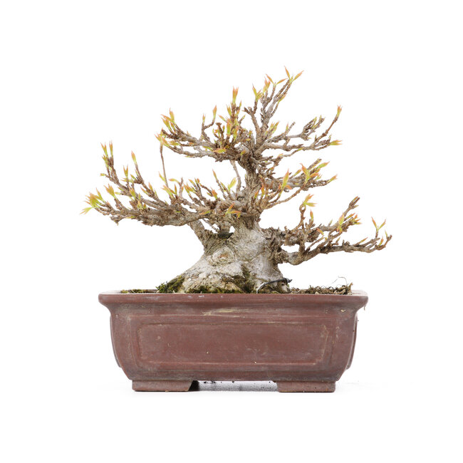 Acer buergerianum, 13,5 cm, ± 20 ans, avec un petit éclat sur un pied