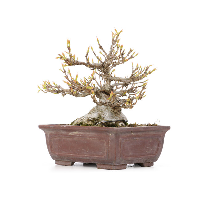 Acer buergerianum, 13,5 cm, ± 20 years old, with a small chip on one foot