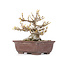 Acer buergerianum, 13,5 cm, ± 20 ans, avec un petit éclat sur un pied