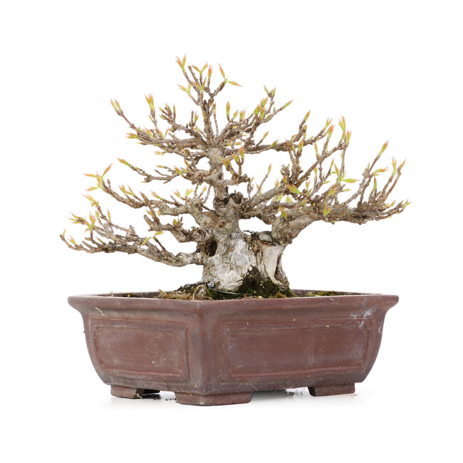 Acer buergerianum, 13,5 cm, ± 20 years old, with a small chip on one foot