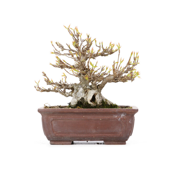 Acer buergerianum, 13,5 cm, ± 20 ans, avec un petit éclat sur un pied