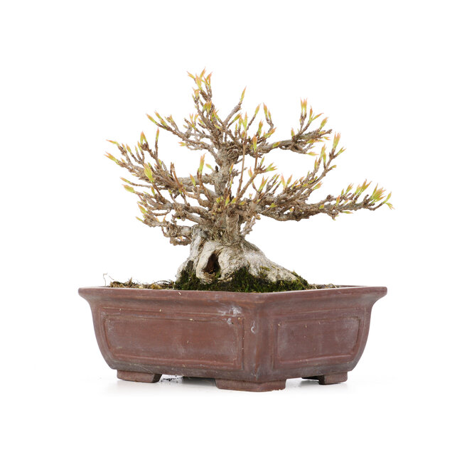 Acer buergerianum, 13,5 cm, ± 20 jaar oud, met een klein chipje aan één voet