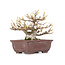 Acer buergerianum, 13,5 cm, ± 20 ans, avec un petit éclat sur un pied