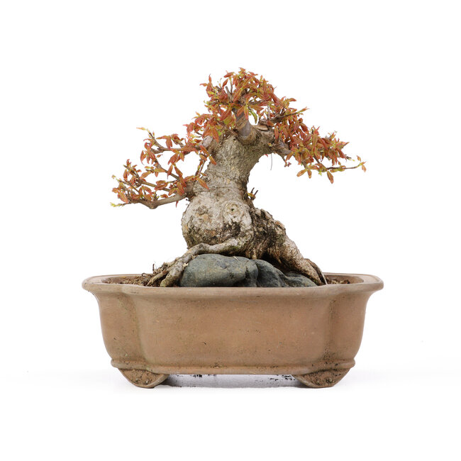 Acer buergerianum, 16,5 cm, ± 20 years old, in a cracked pot