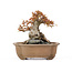 Acer buergerianum, 16,5 cm, ± 20 ans, en pot fêlé