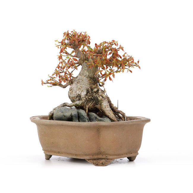 Acer buergerianum, 16,5 cm, ± 20 años, en maceta agrietada