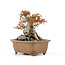 Acer buergerianum, 16,5 cm, ± 20 ans, en pot fêlé