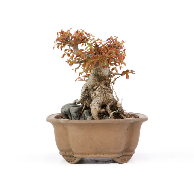 Acer buergerianum, 16,5 cm, ± 20 jaar oud, in gebarsten pot