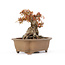 Acer buergerianum, 16,5 cm, ± 20 ans, en pot fêlé