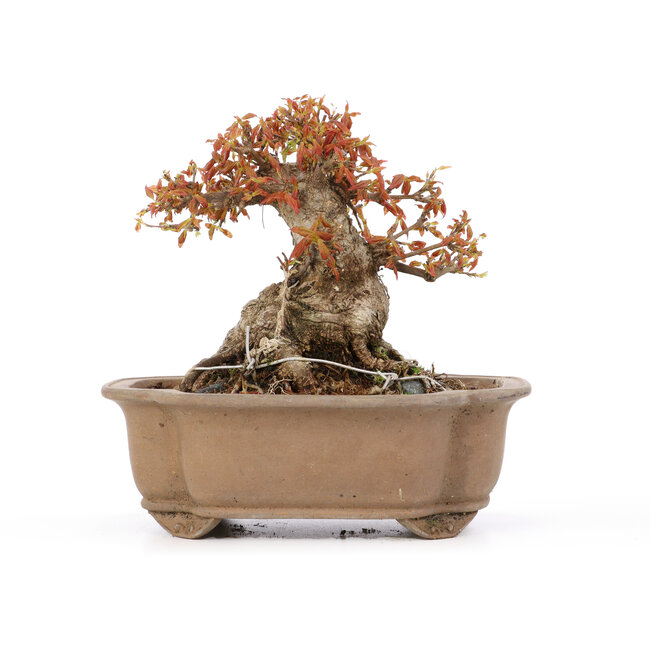Acer buergerianum, 16,5 cm, ± 20 jaar oud, in gebarsten pot