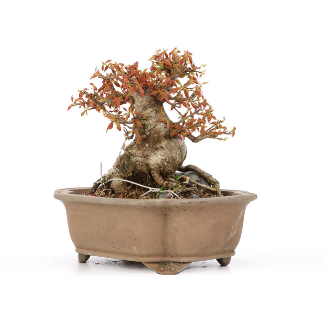 Acer buergerianum, 16,5 cm, ± 20 años, en maceta agrietada