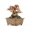 Acer buergerianum, 16,5 cm, ± 20 ans, en pot fêlé