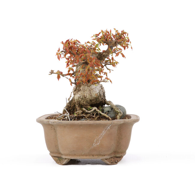 Acer buergerianum, 16,5 cm, ± 20 años, en maceta agrietada