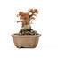 Acer buergerianum, 16,5 cm, ± 20 ans, en pot fêlé