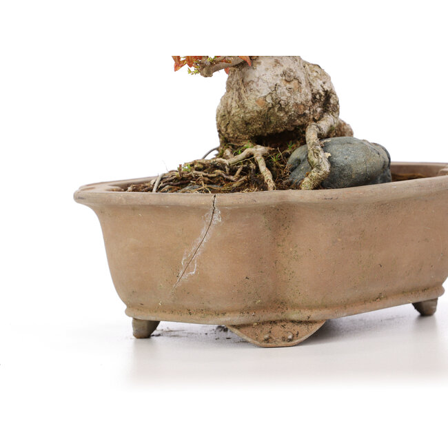 Acer buergerianum, 16,5 cm, ± 20 years old, in a cracked pot