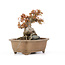 Acer buergerianum, 16,5 cm, ± 20 ans, en pot fêlé