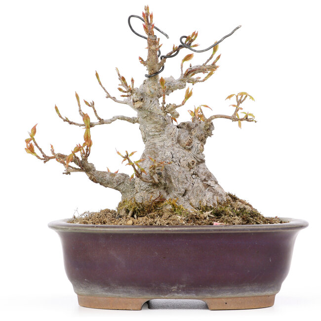 Acer buergerianum, 15 cm, ± 20 Jahre alt