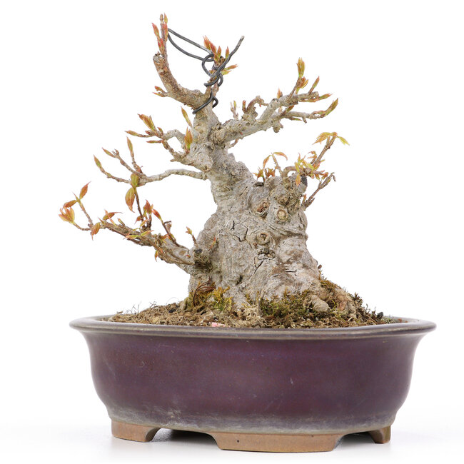 Acer buergerianum, 15 cm, ± 20 años