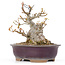 Acer buergerianum, 15 cm, ± 20 years old