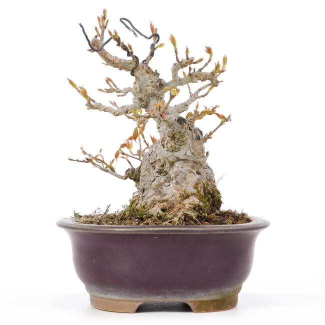 Acer buergerianum, 15 cm, ± 20 years old