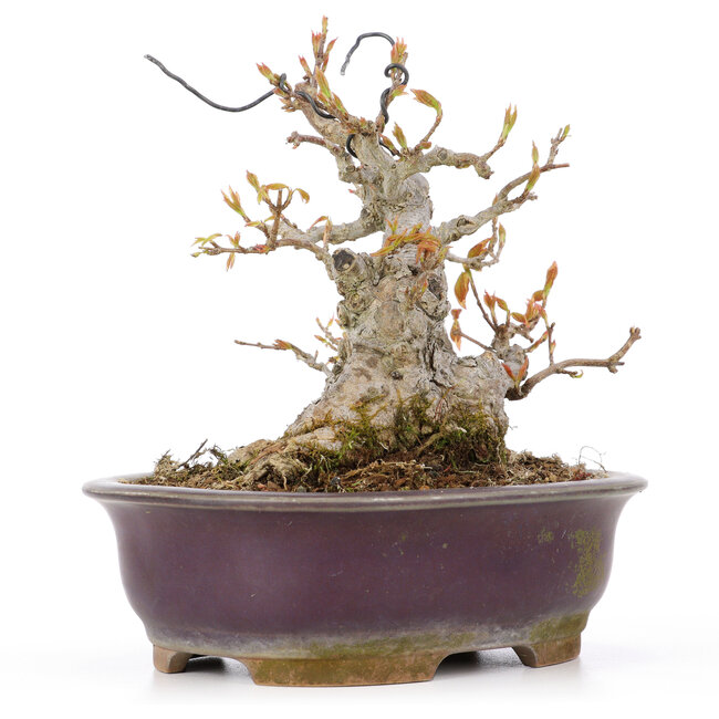 Acer buergerianum, 15 cm, ± 20 years old