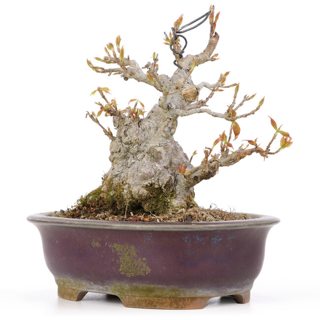 Acer buergerianum, 15 cm, ± 20 años