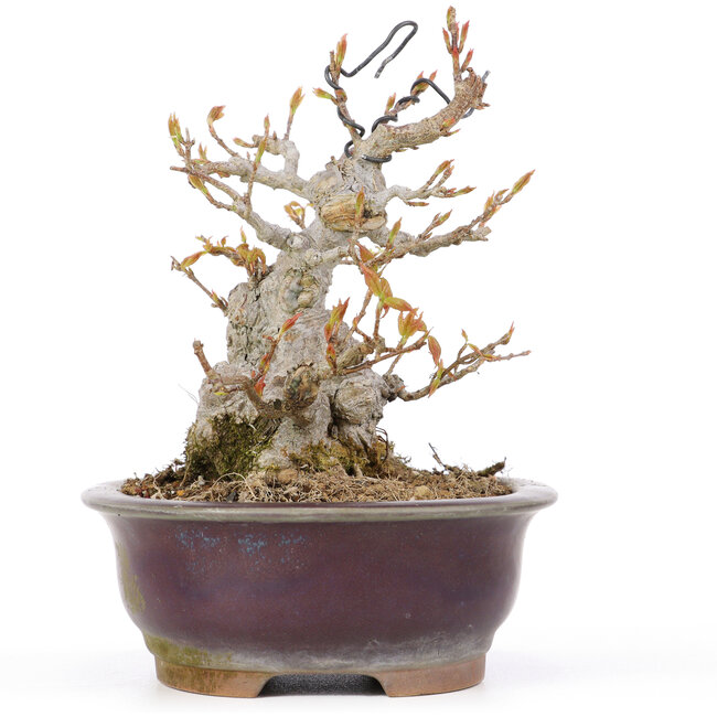 Acer buergerianum, 15 cm, ± 20 años