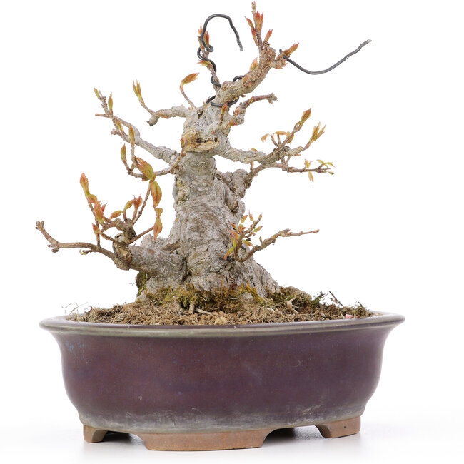 Acer buergerianum, 15 cm, ± 20 Jahre alt