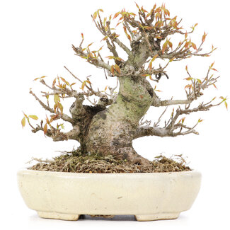 Acer buergerianum, 16,5 cm, ± 20 anni