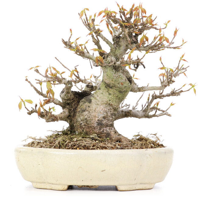 Acer buergerianum, 16,5 cm, ± 20 Jahre alt