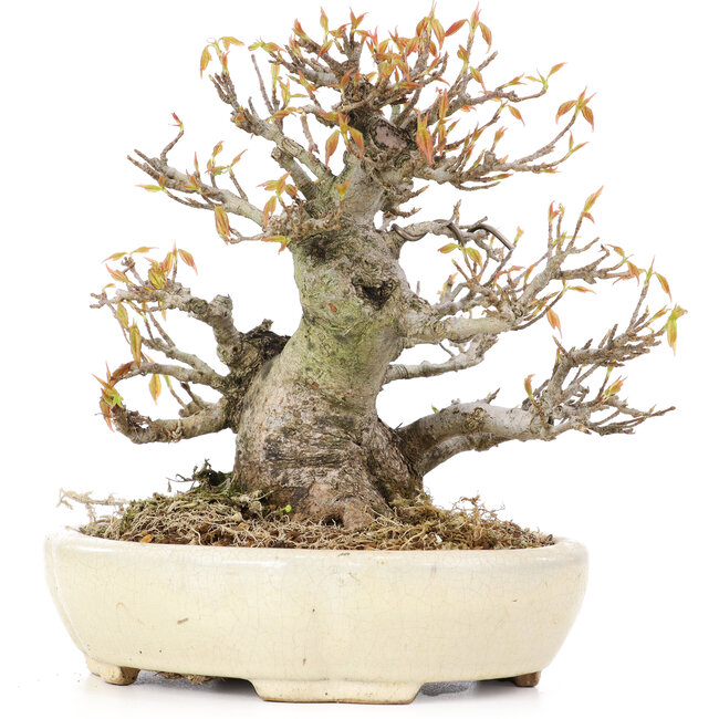 Acer buergerianum, 16,5 cm, ± 20 Jahre alt