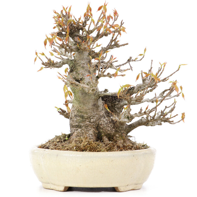 Acer buergerianum, 16,5 cm, ± 20 years old