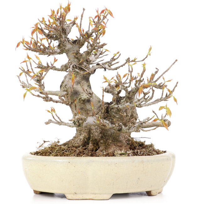 Acer buergerianum, 16,5 cm, ± 20 jaar oud