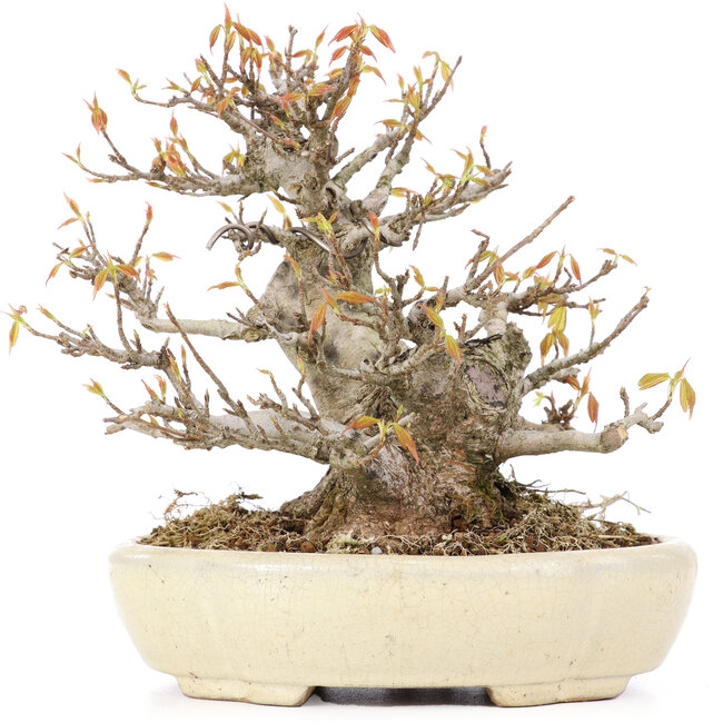 Acer buergerianum, 16,5 cm, ± 20 jaar oud